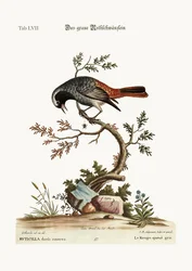 The grey Redstart, 1749-73